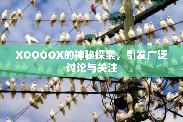 XOOOOX的神秘探索，引发广泛讨论与关注