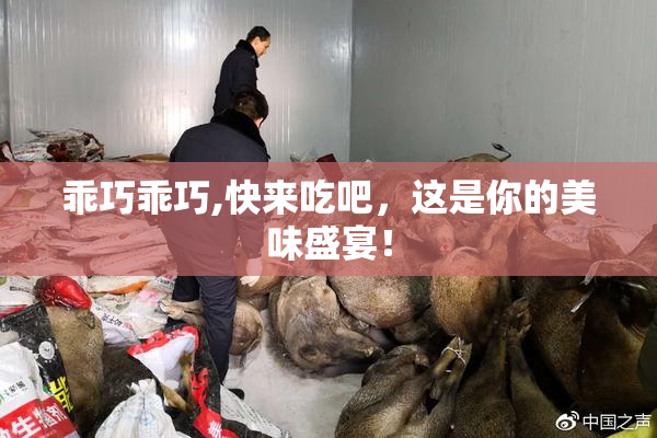 乖巧乖巧,快来吃吧，这是你的美味盛宴！