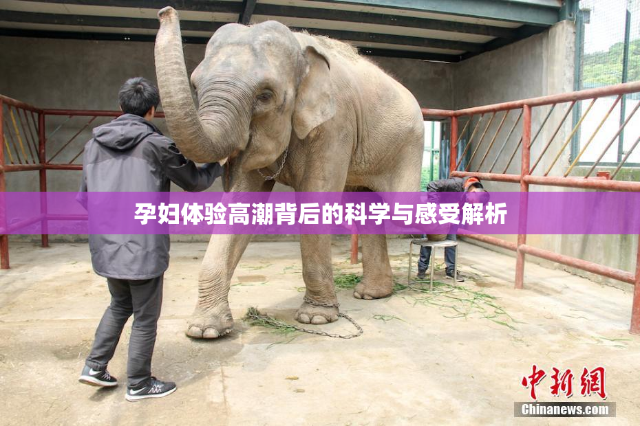 孕妇体验高潮背后的科学与感受解析