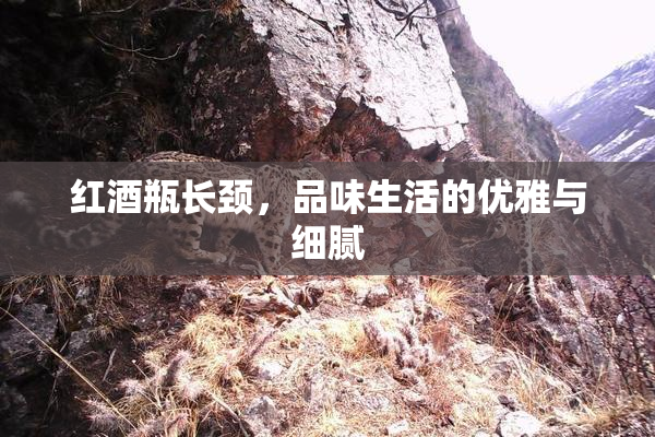 红酒瓶长颈，品味生活的优雅与细腻