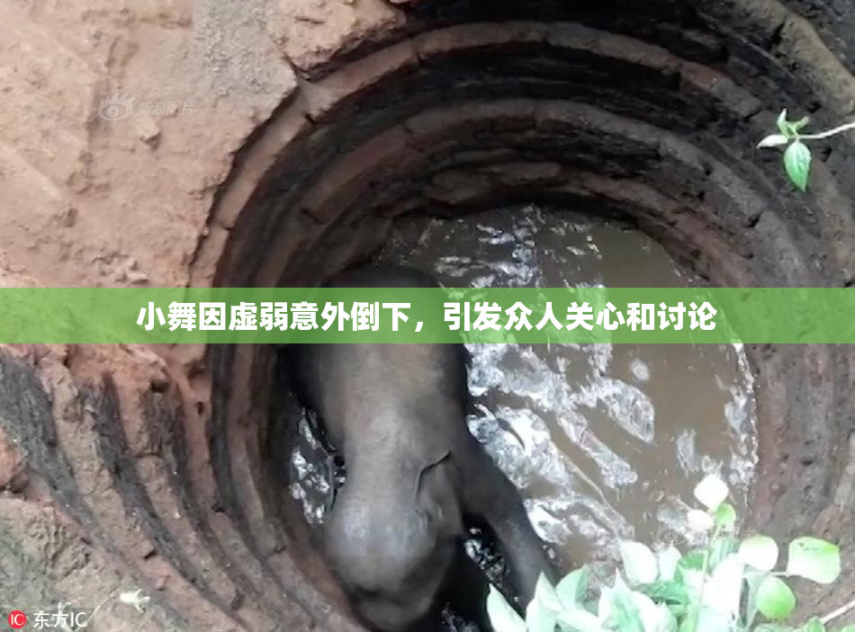 小舞因虚弱意外倒下，引发众人关心和讨论