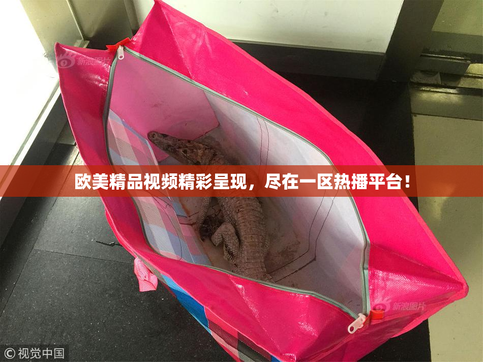 欧美精品视频精彩呈现，尽在一区热播平台！