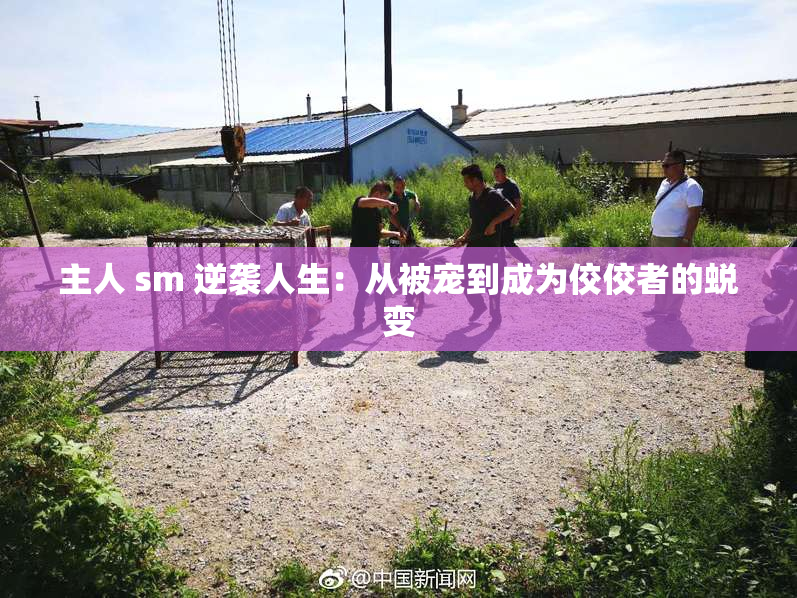 主人 sm 逆袭人生：从被宠到成为佼佼者的蜕变