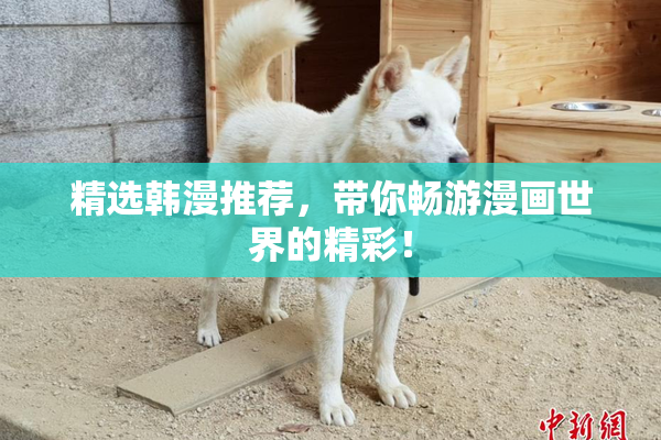 精选韩漫推荐，带你畅游漫画世界的精彩！