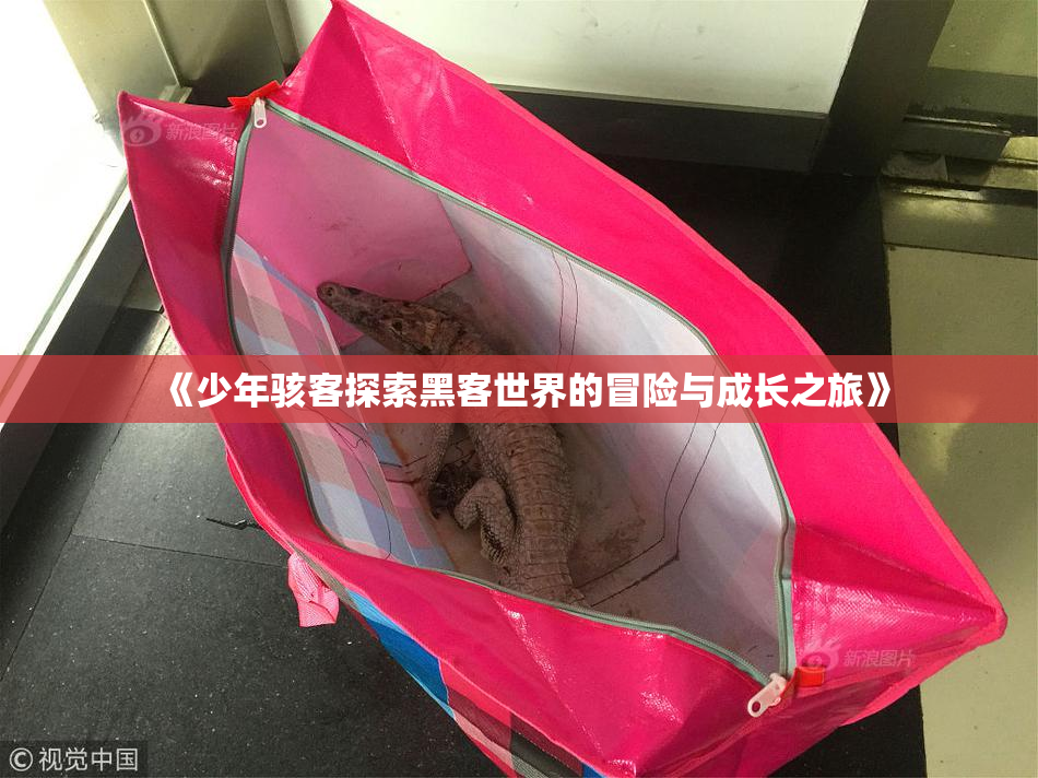 《少年骇客探索黑客世界的冒险与成长之旅》