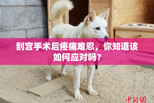 刮宫手术后疼痛难忍，你知道该如何应对吗？