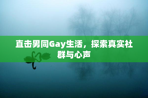 直击男同Gay生活，探索真实社群与心声