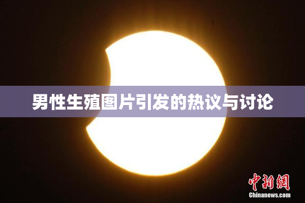 男性生殖图片引发的热议与讨论