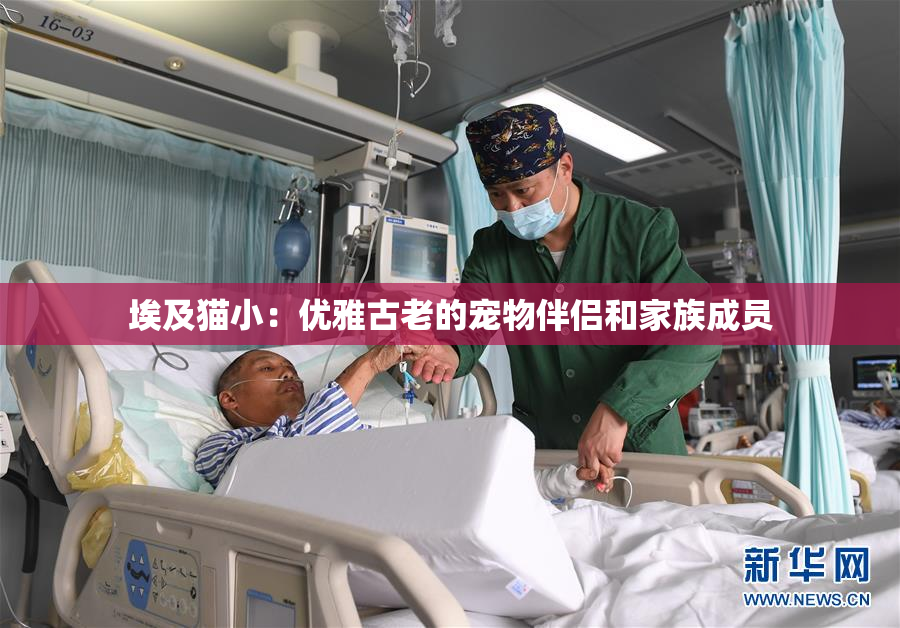 埃及猫小：优雅古老的宠物伴侣和家族成员