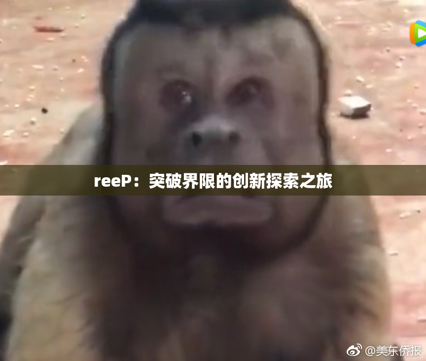 reeP：突破界限的创新探索之旅