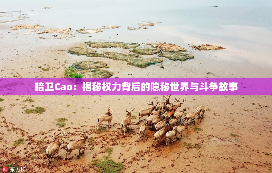 暗卫Cao：揭秘权力背后的隐秘世界与斗争故事