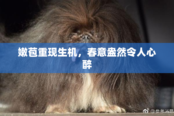 嫩苞重现生机，春意盎然令人心醉