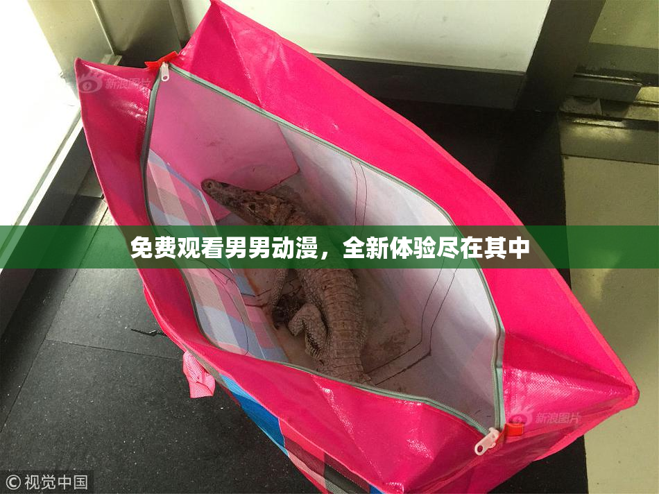 免费观看男男动漫，全新体验尽在其中