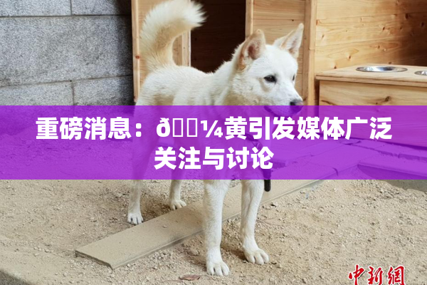 重磅消息：🌼黄引发媒体广泛关注与讨论
