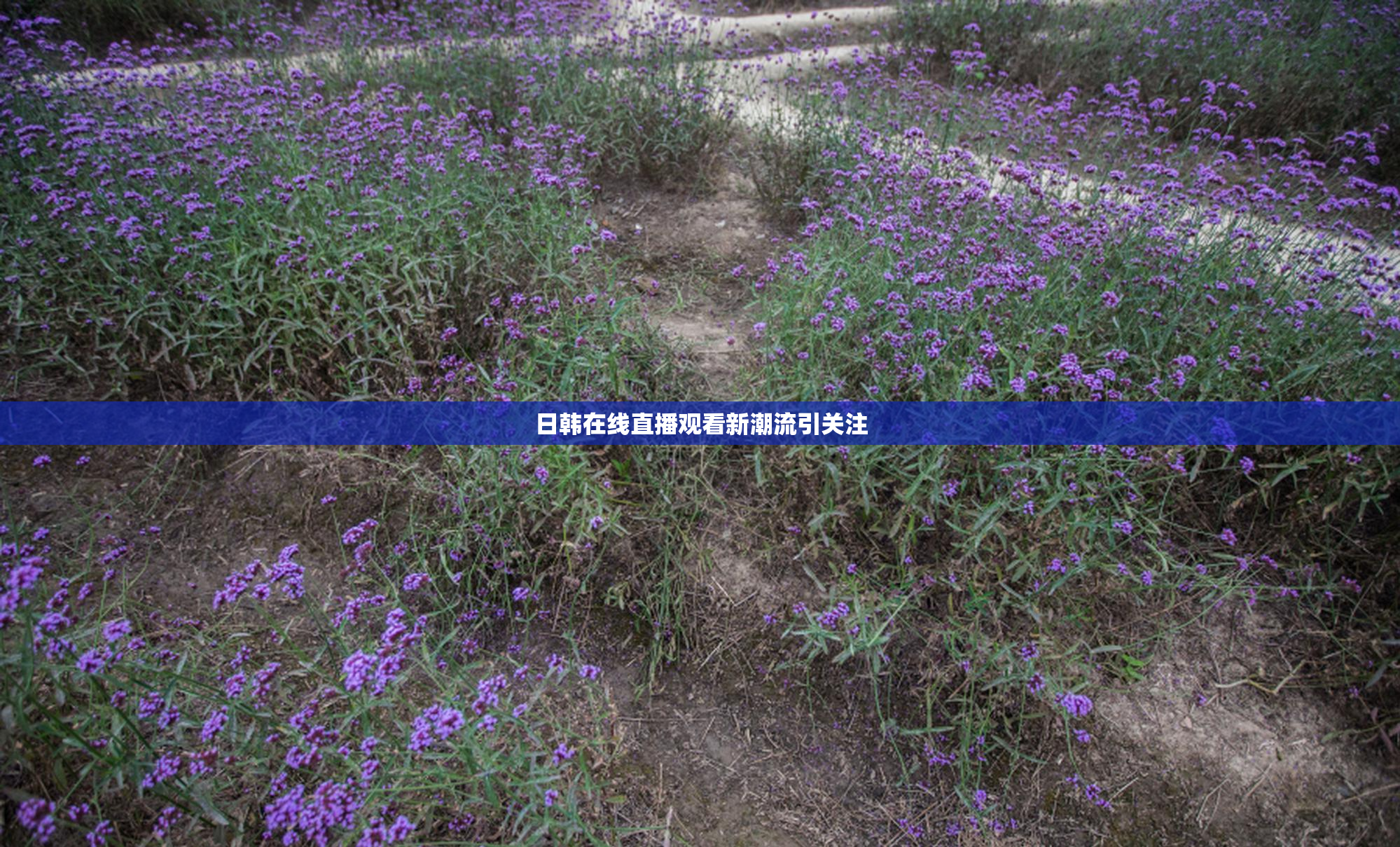 日韩在线直播观看新潮流引关注