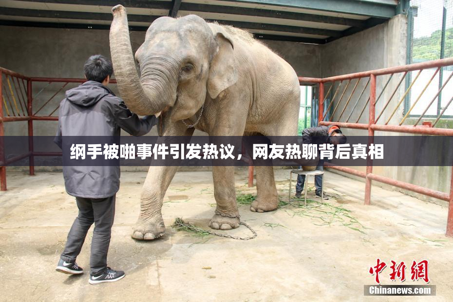纲手被啪事件引发热议，网友热聊背后真相