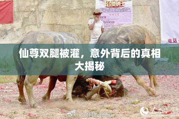 仙尊双腿被灌，意外背后的真相大揭秘