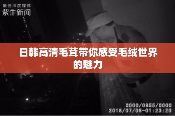 日韩高清毛茸带你感受毛绒世界的魅力