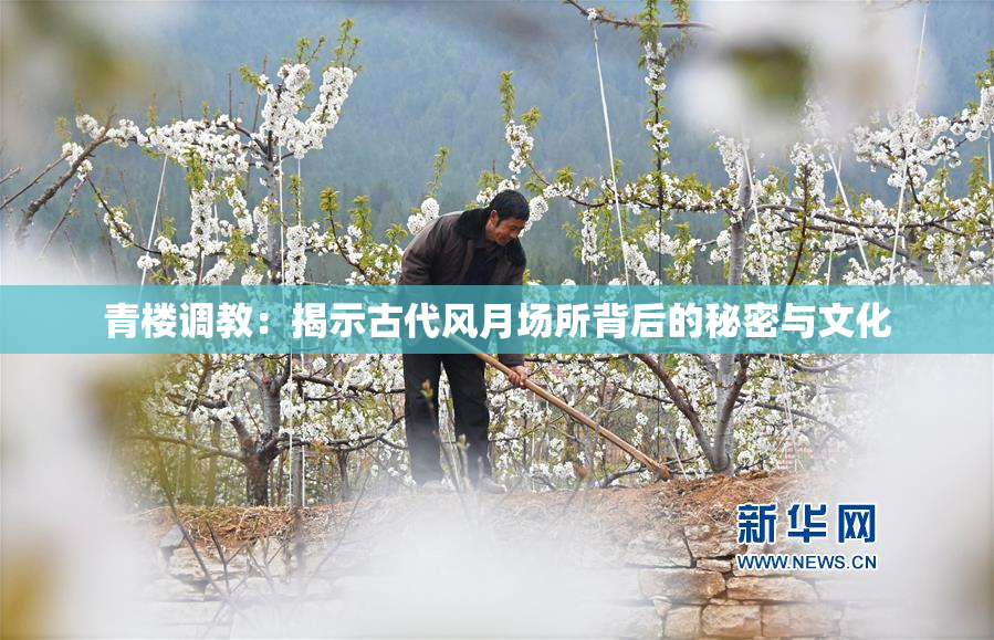 青楼调教：揭示古代风月场所背后的秘密与文化