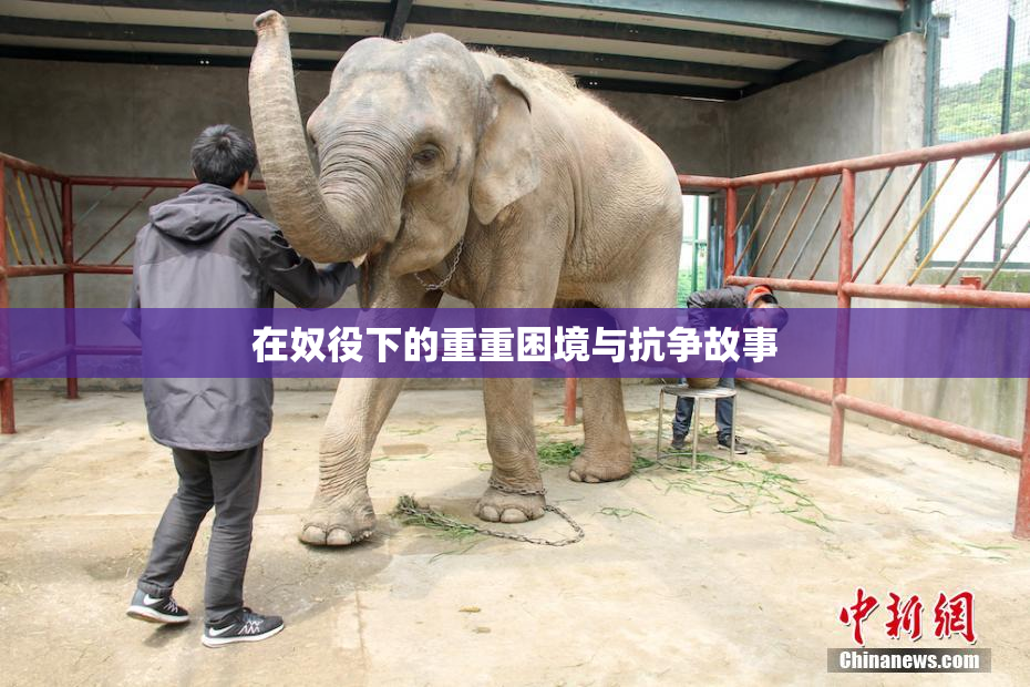 在奴役下的重重困境与抗争故事