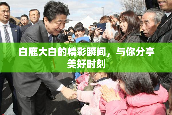 白鹿大白的精彩瞬间，与你分享美好时刻