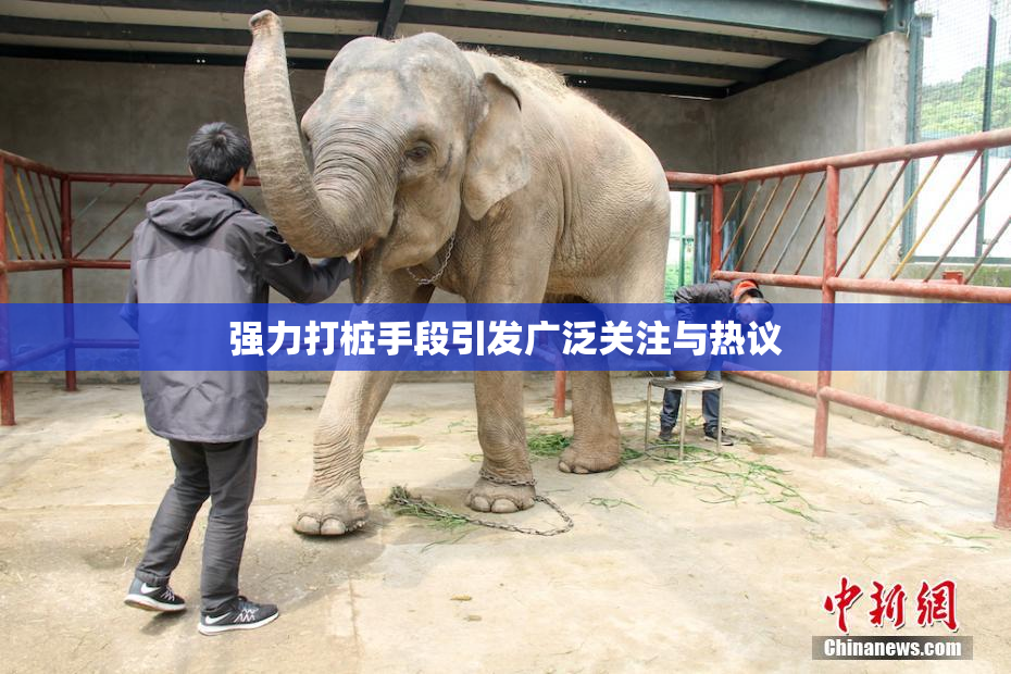 强力打桩手段引发广泛关注与热议
