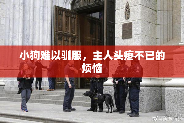小狗难以驯服，主人头疼不已的烦恼