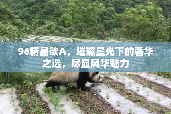 96精品欲A，璀璨星光下的奢华之选，尽显风华魅力