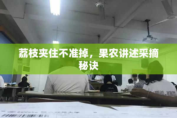 荔枝夹住不准掉，果农讲述采摘秘诀