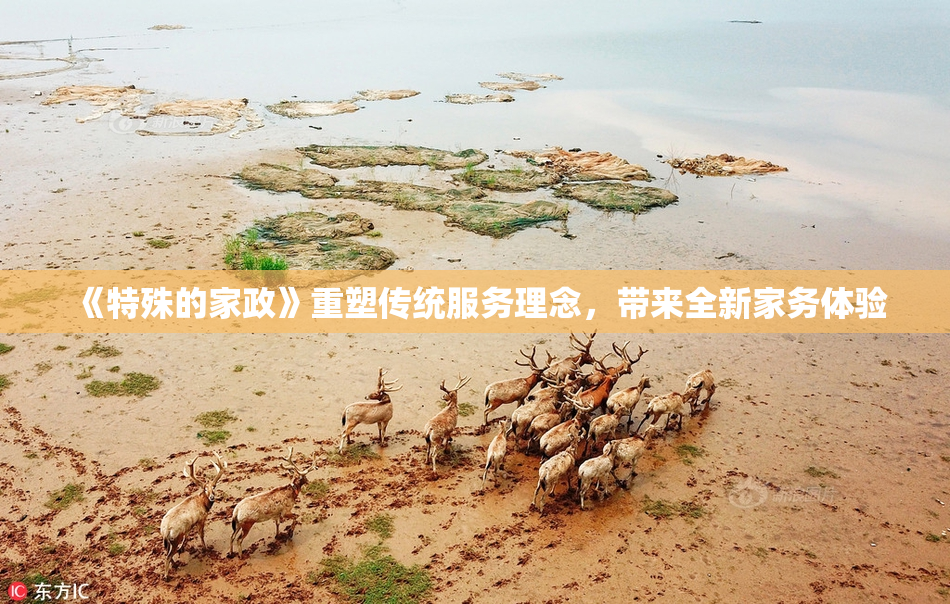 《特殊的家政》重塑传统服务理念，带来全新家务体验