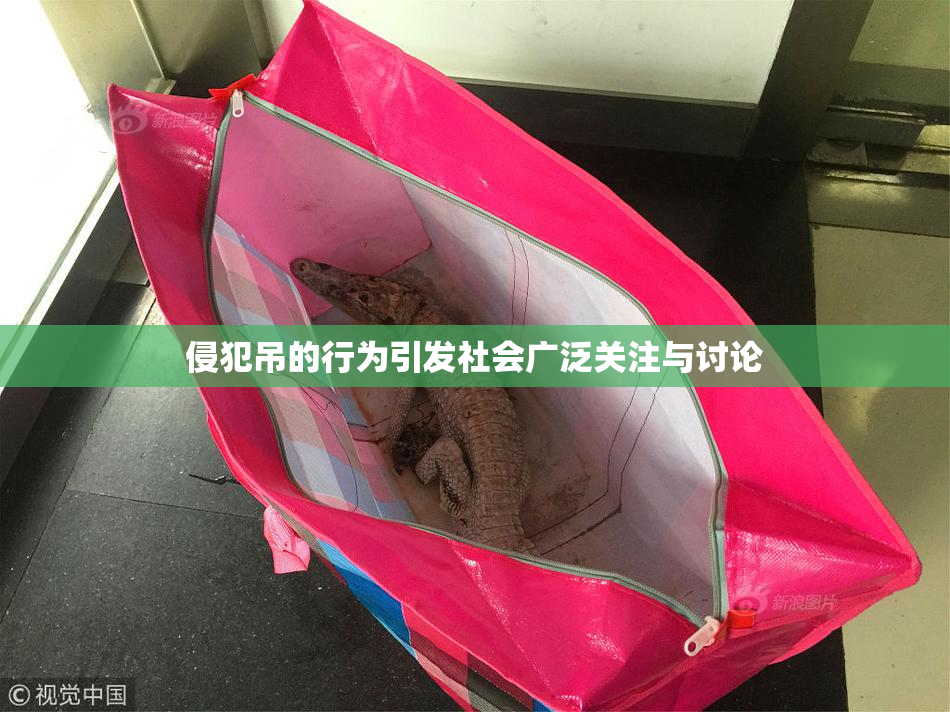侵犯吊的行为引发社会广泛关注与讨论