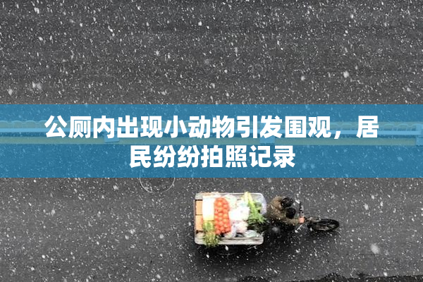 公厕内出现小动物引发围观，居民纷纷拍照记录