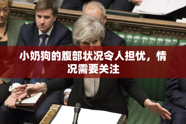 小奶狗的腹部状况令人担忧，情况需要关注