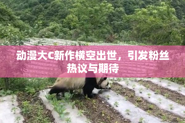 动漫大C新作横空出世，引发粉丝热议与期待