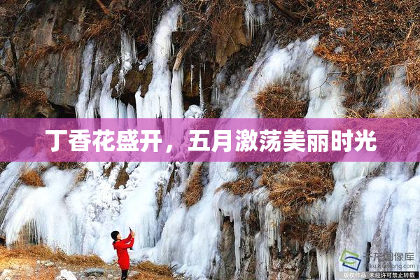 丁香花盛开，五月激荡美丽时光