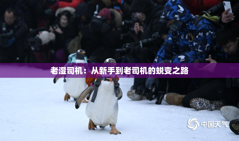老湿司机：从新手到老司机的蜕变之路