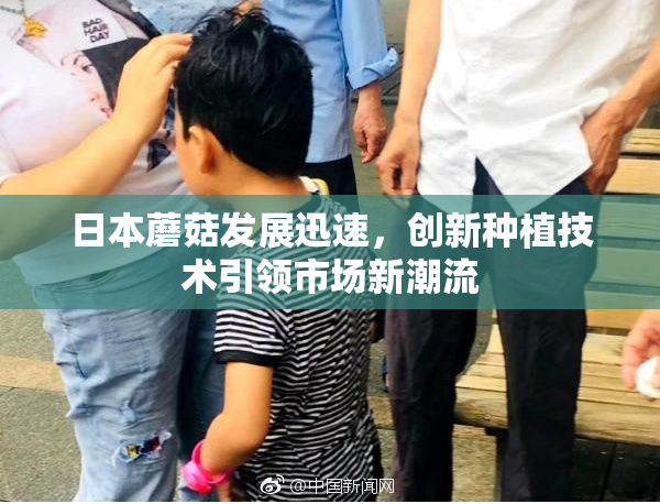 日本蘑菇发展迅速，创新种植技术引领市场新潮流