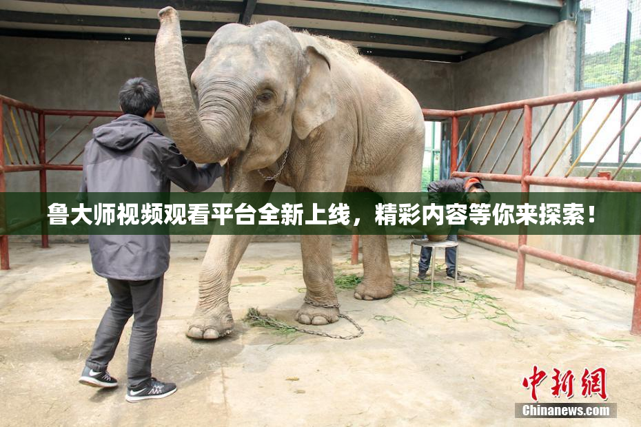 鲁大师视频观看平台全新上线，精彩内容等你来探索！