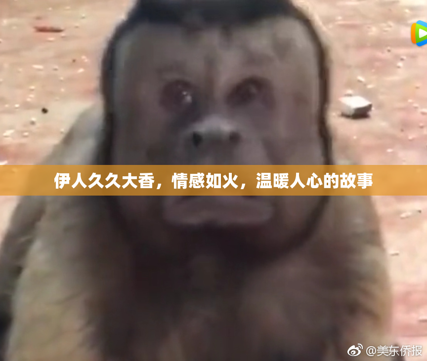 伊人久久大香，情感如火，温暖人心的故事