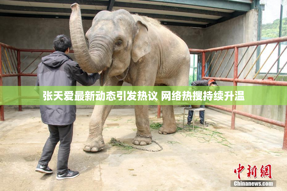 张天爱最新动态引发热议 网络热搜持续升温