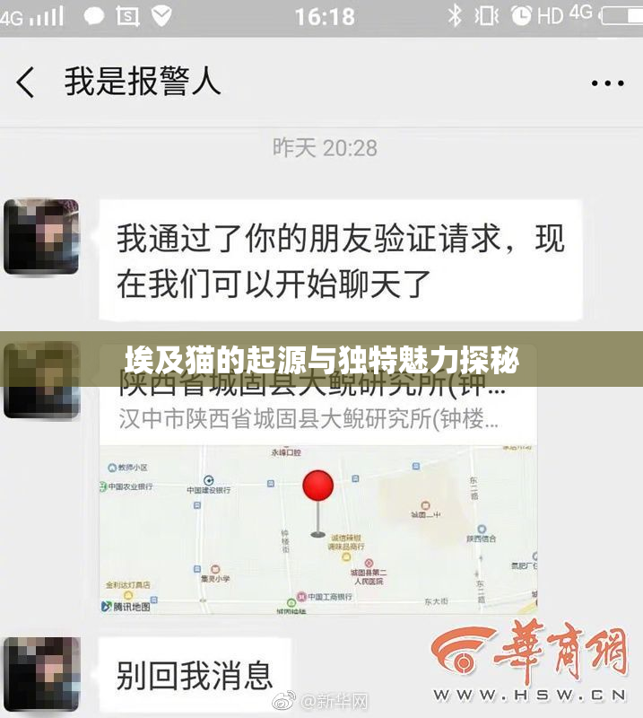 埃及猫的起源与独特魅力探秘