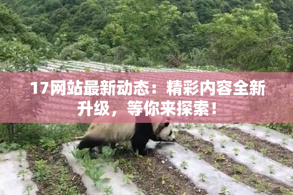 17网站最新动态：精彩内容全新升级，等你来探索！