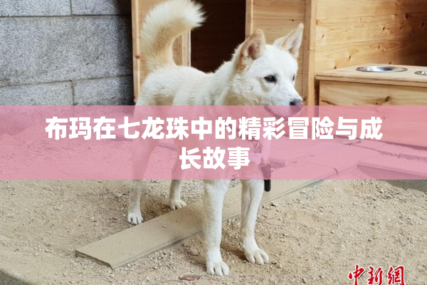 布玛在七龙珠中的精彩冒险与成长故事