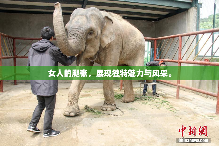 女人的腿张，展现独特魅力与风采。