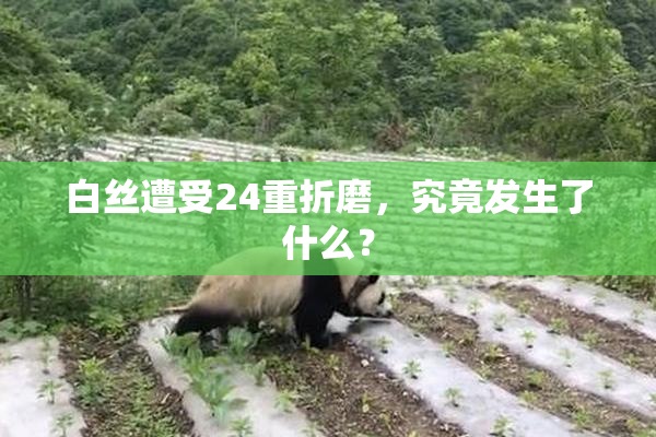 白丝遭受24重折磨，究竟发生了什么？