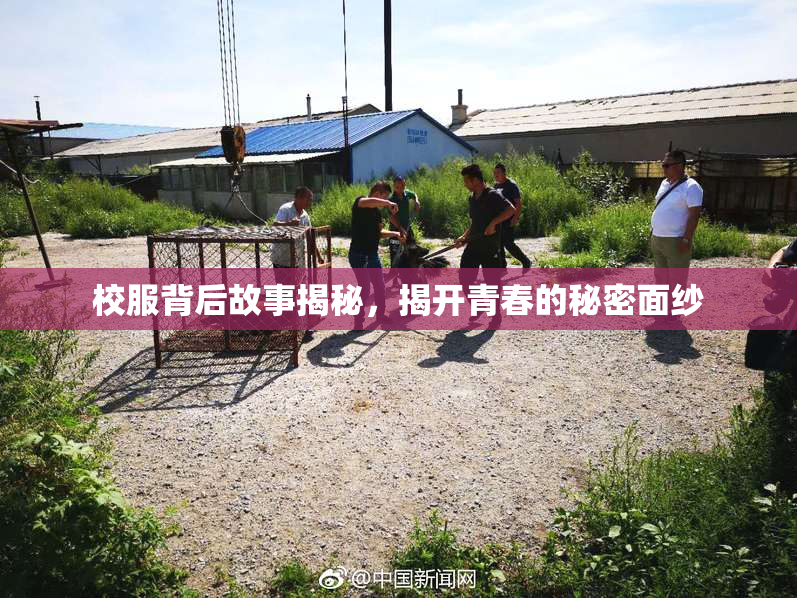 校服背后故事揭秘，揭开青春的秘密面纱