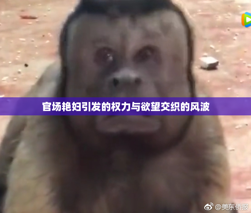 官场艳妇引发的权力与欲望交织的风波