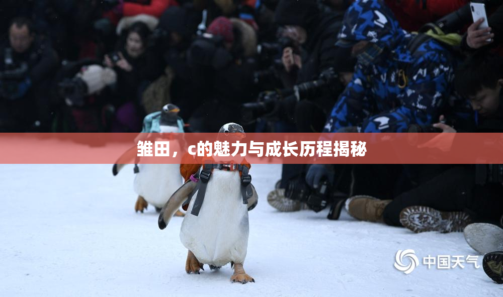 雏田，c的魅力与成长历程揭秘