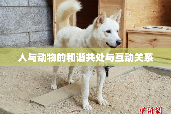 人与动物的和谐共处与互动关系