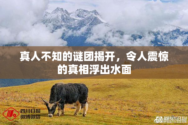 真人不知的谜团揭开，令人震惊的真相浮出水面